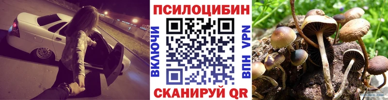 Купить Купино Псилоцибиновые грибы Psilocybe